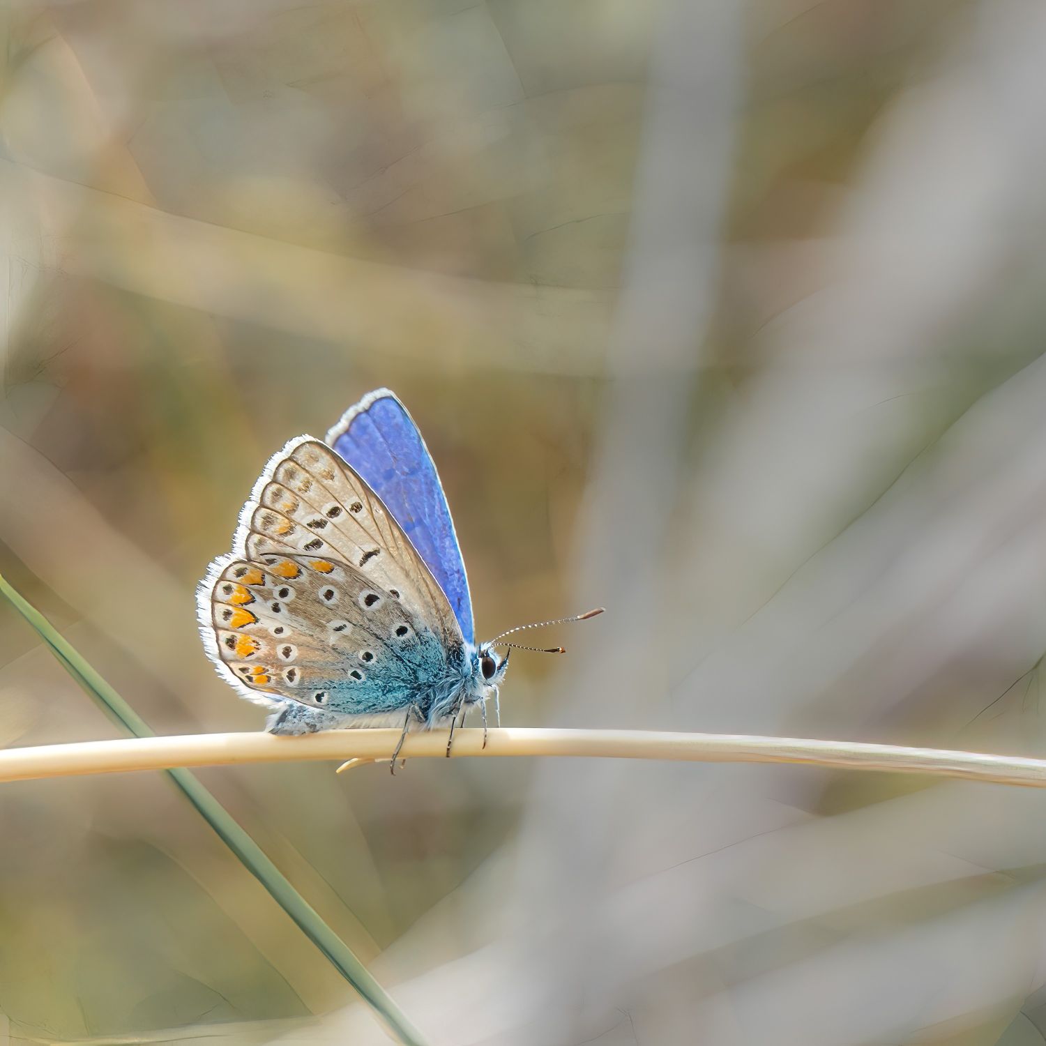 Adonis-Blue.jpg