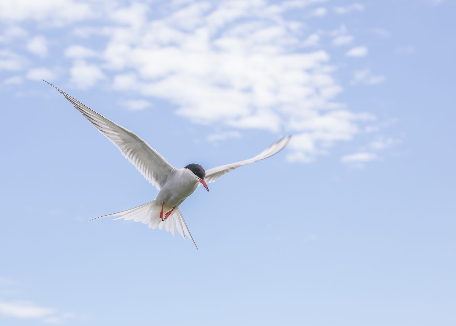 Arctic-Tern-1.jpg