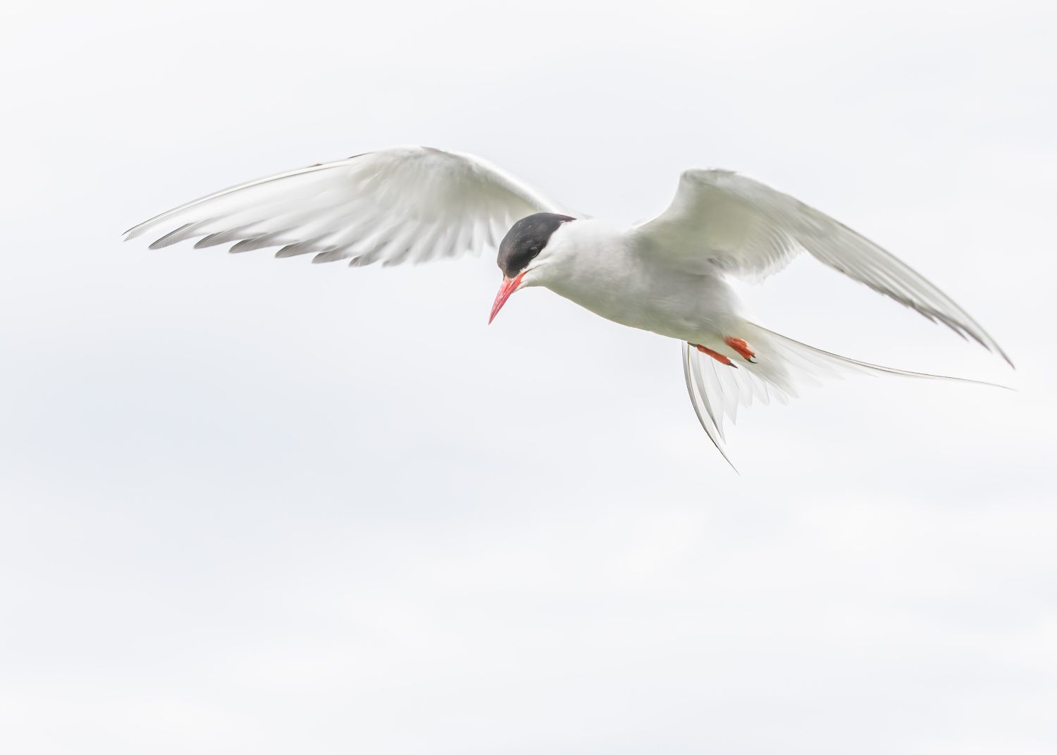 Arctic-Tern-2.jpg