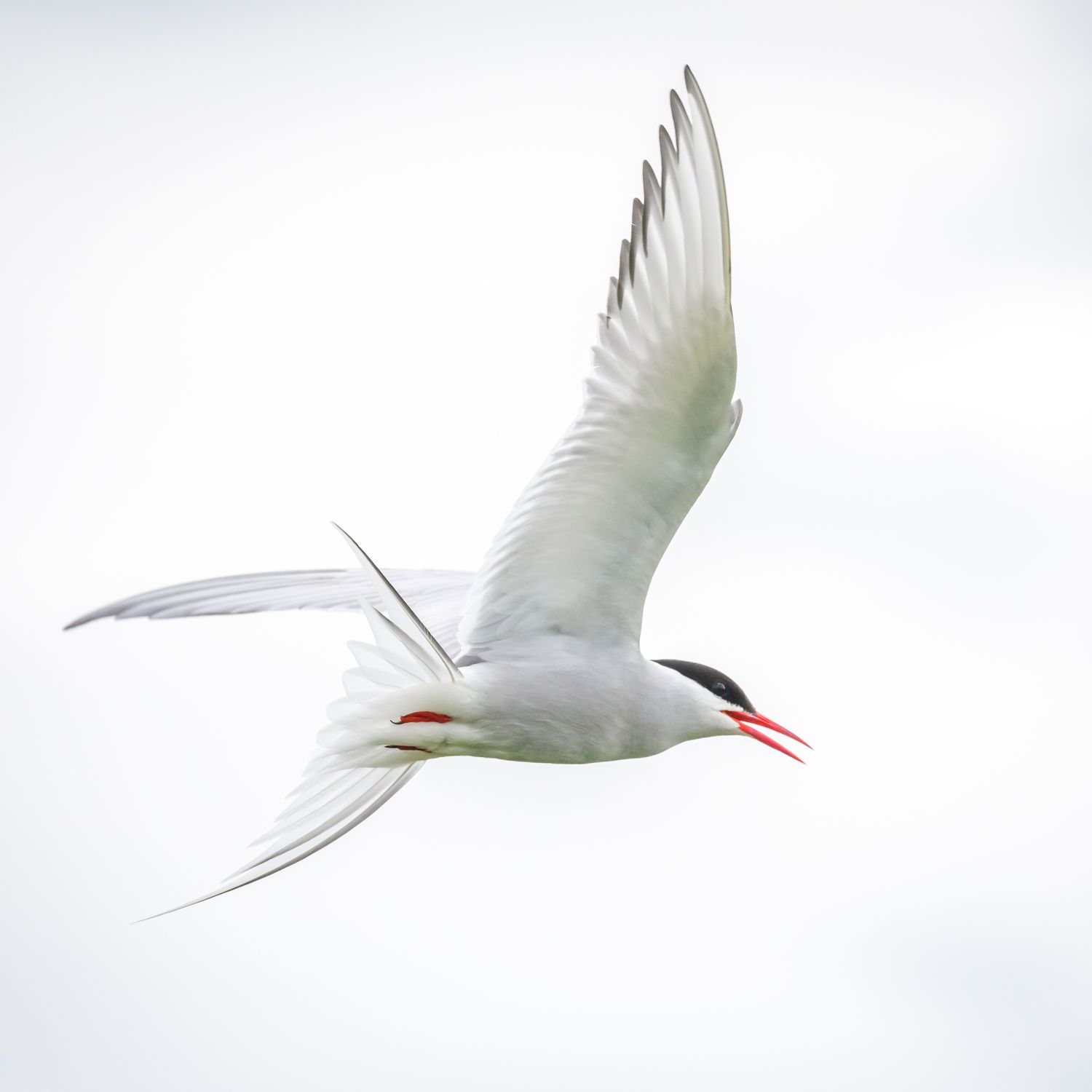 Arctic-Tern-4.jpg