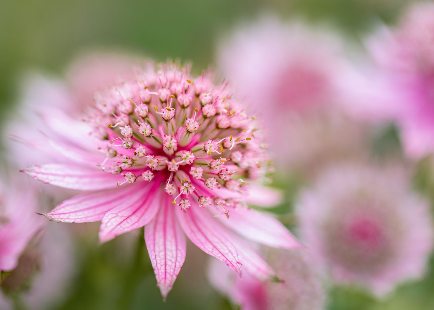 Astrantia.jpg