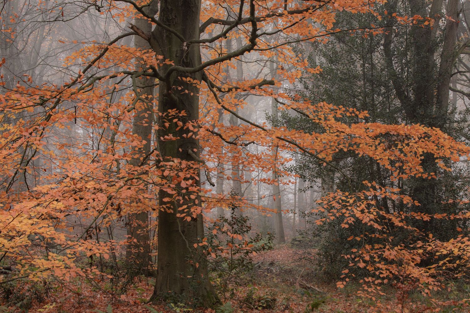 Autumn-Beeches-#3.jpg