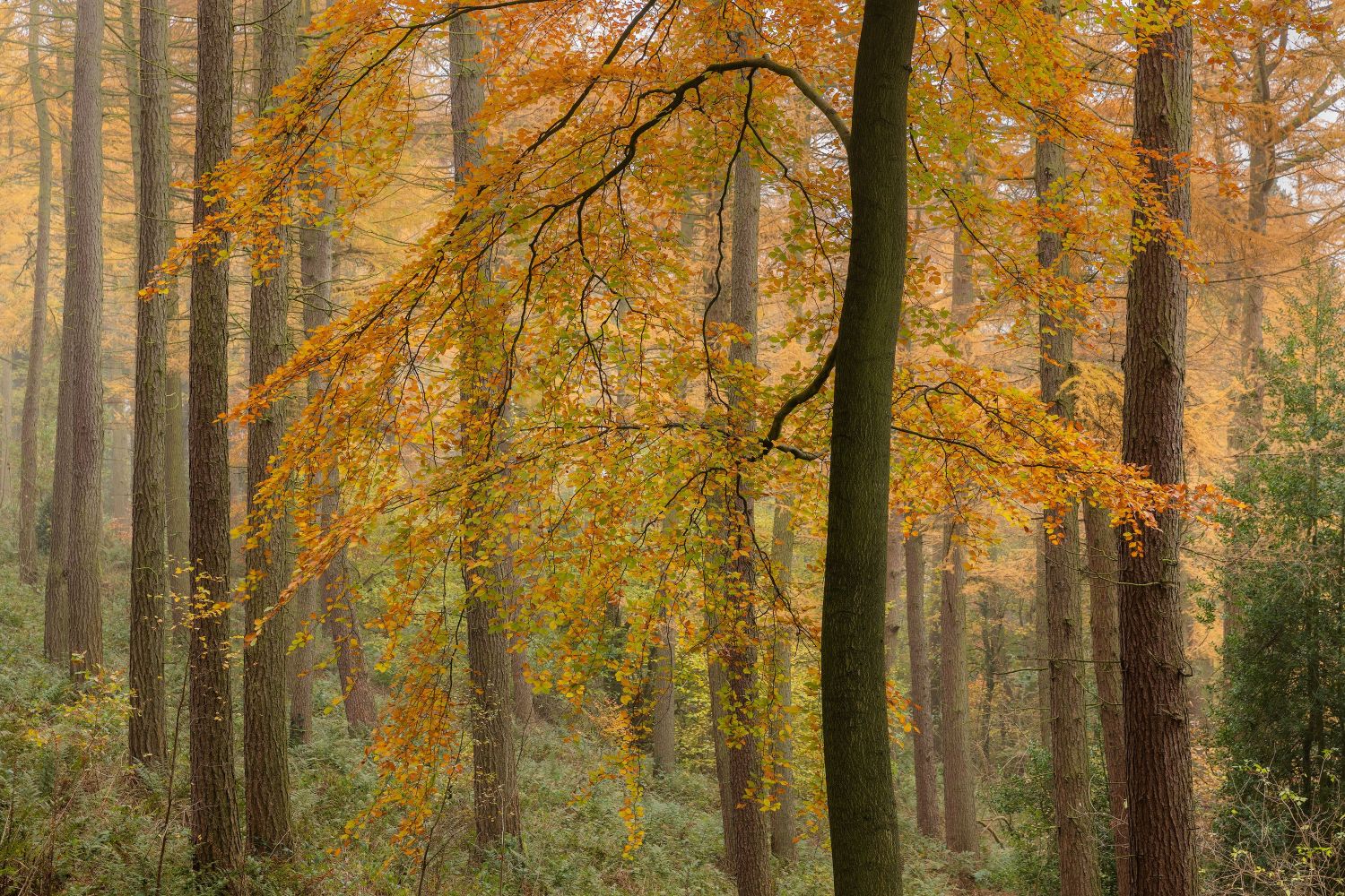 Autumn-Beeches-#4.jpg