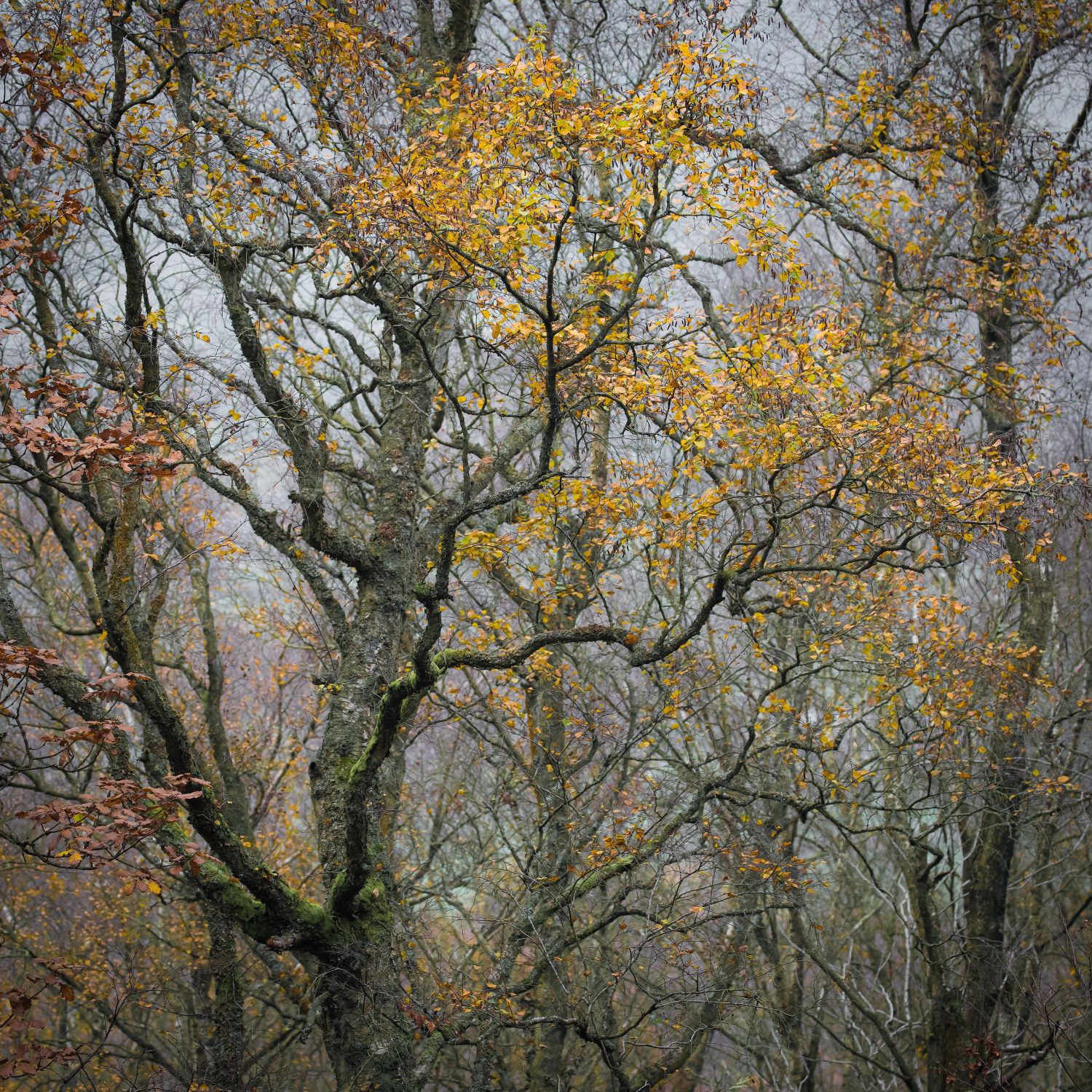 Autumn-Tree.jpg