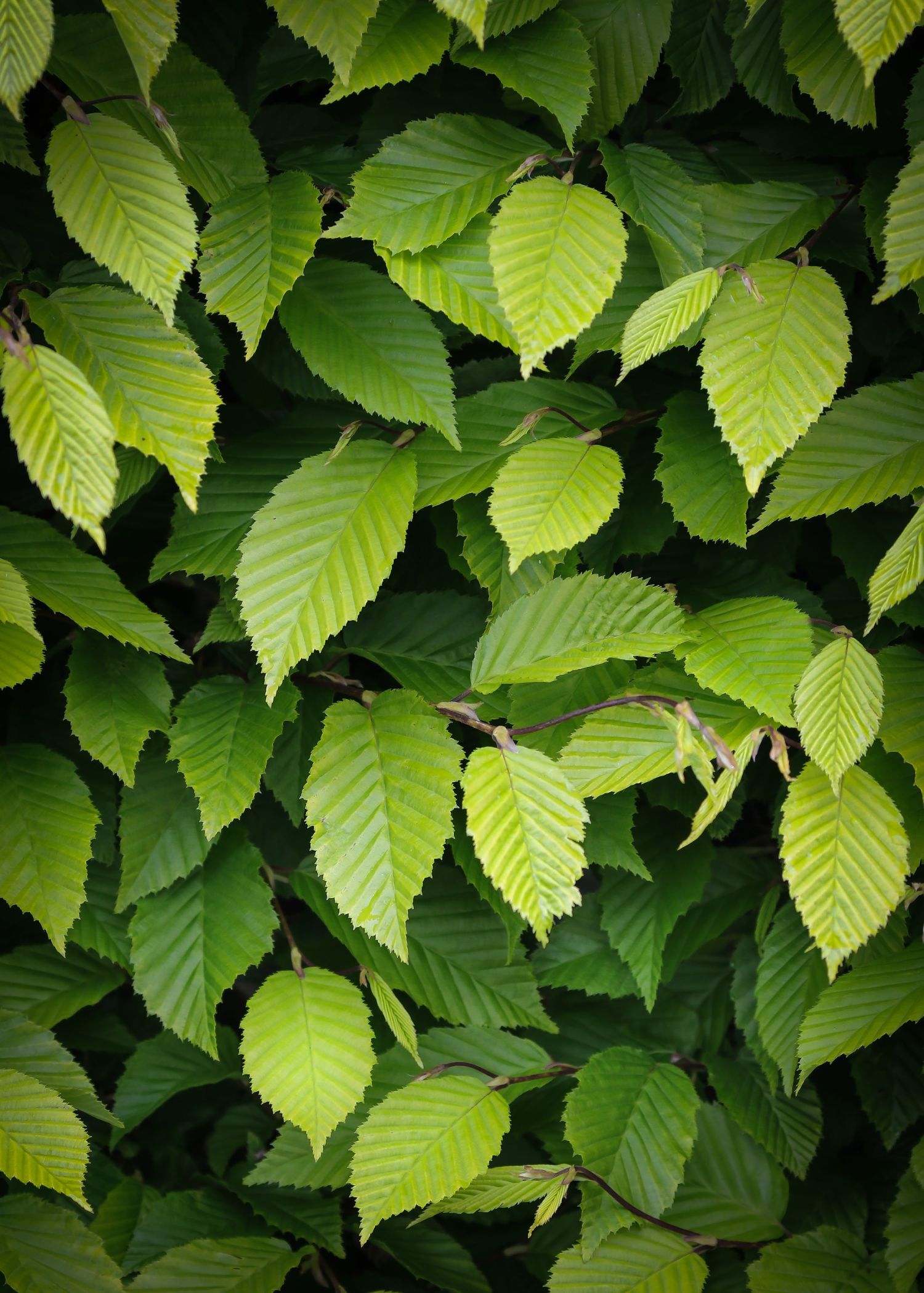 Beech-Hedge.jpg