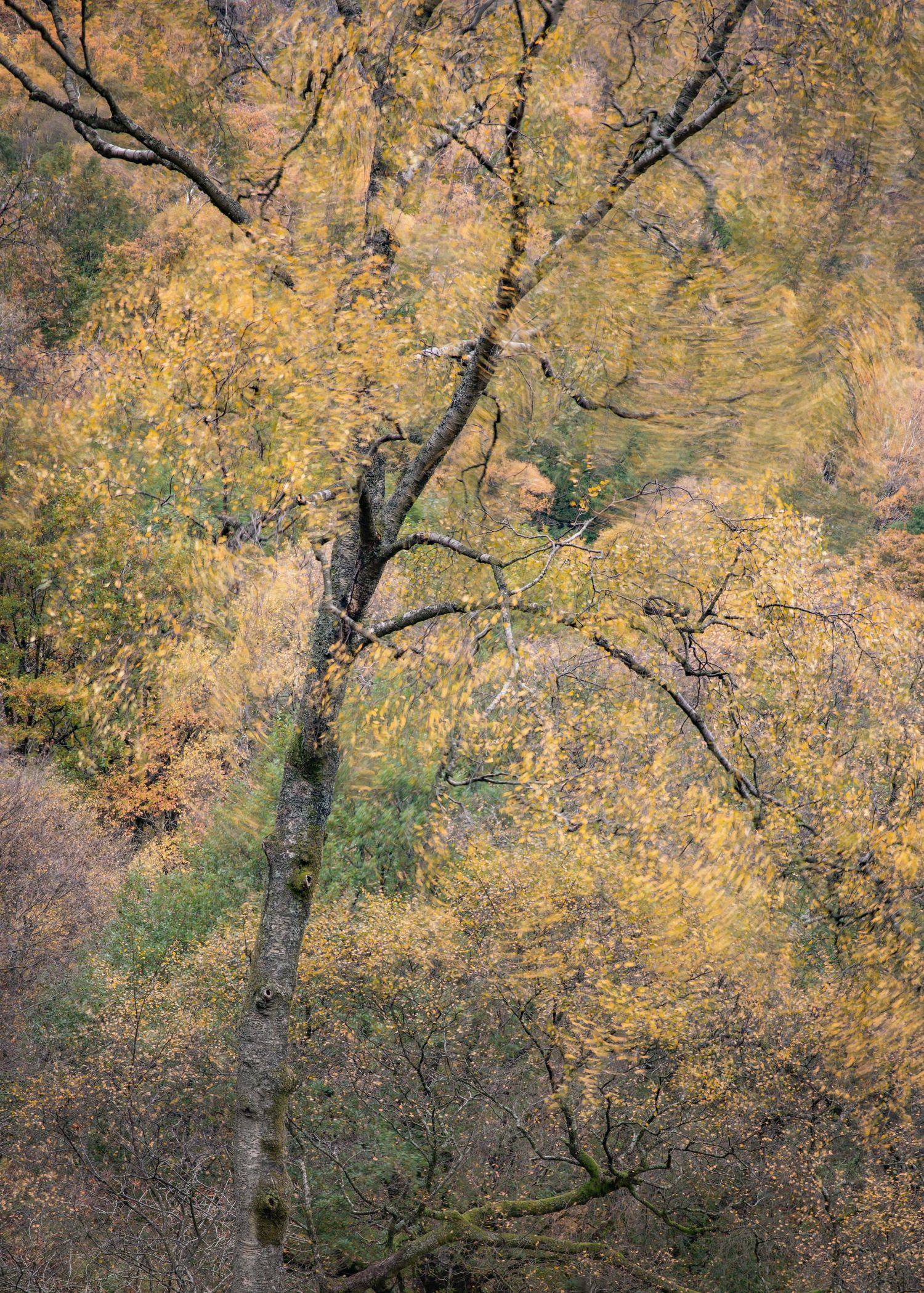 Birch-In-The-Wind.jpg