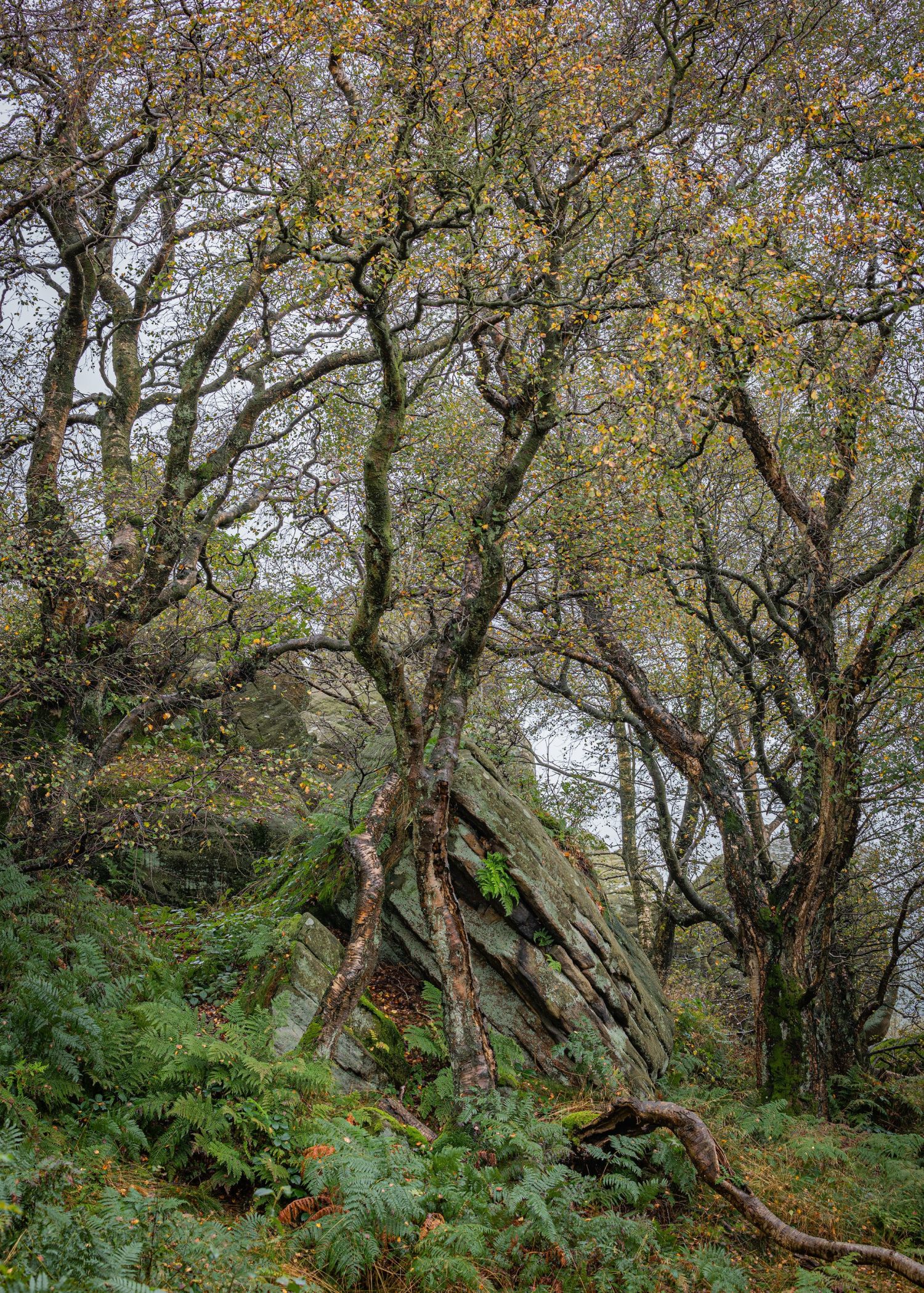 Brimham-Birches.jpg