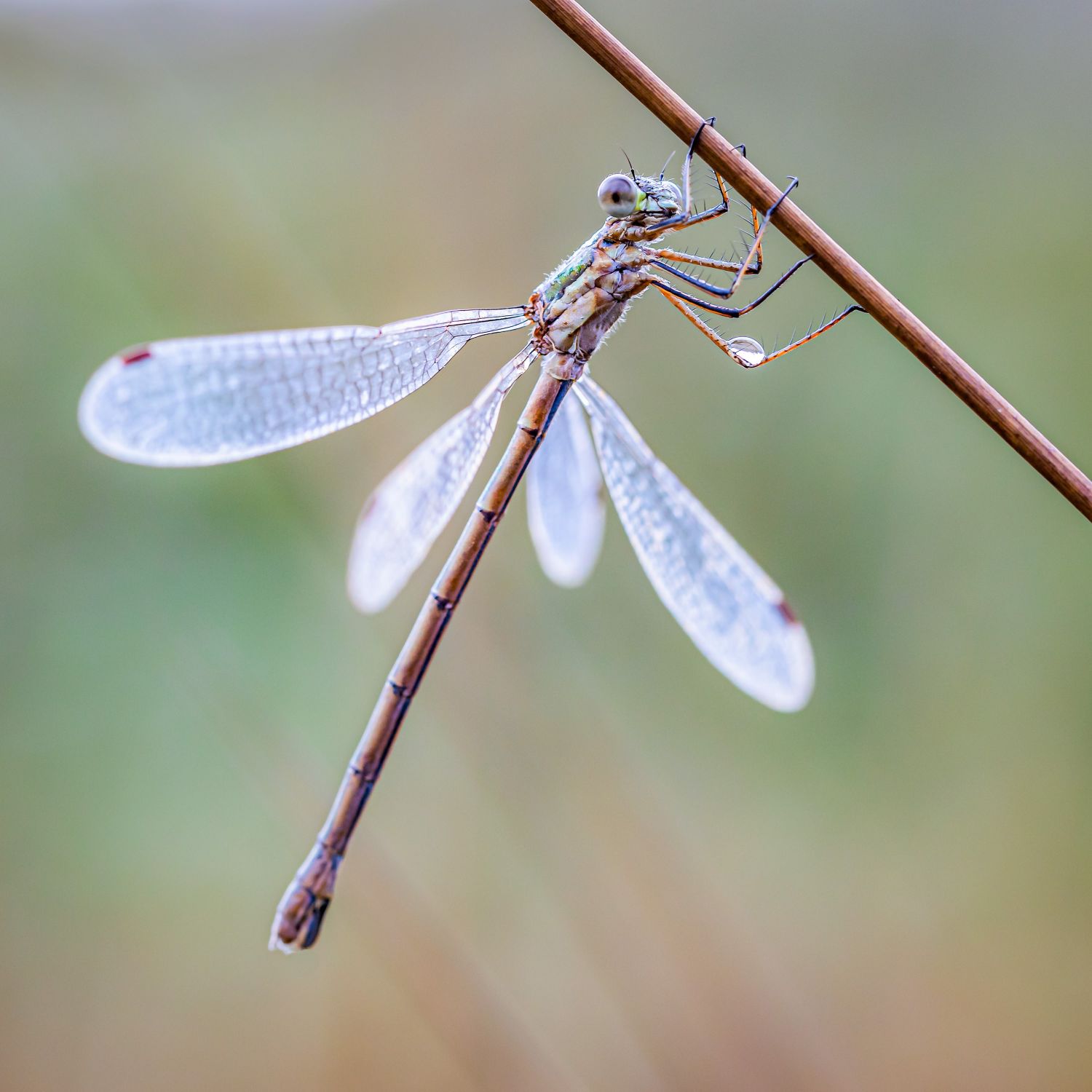 Damselfly-1.jpg