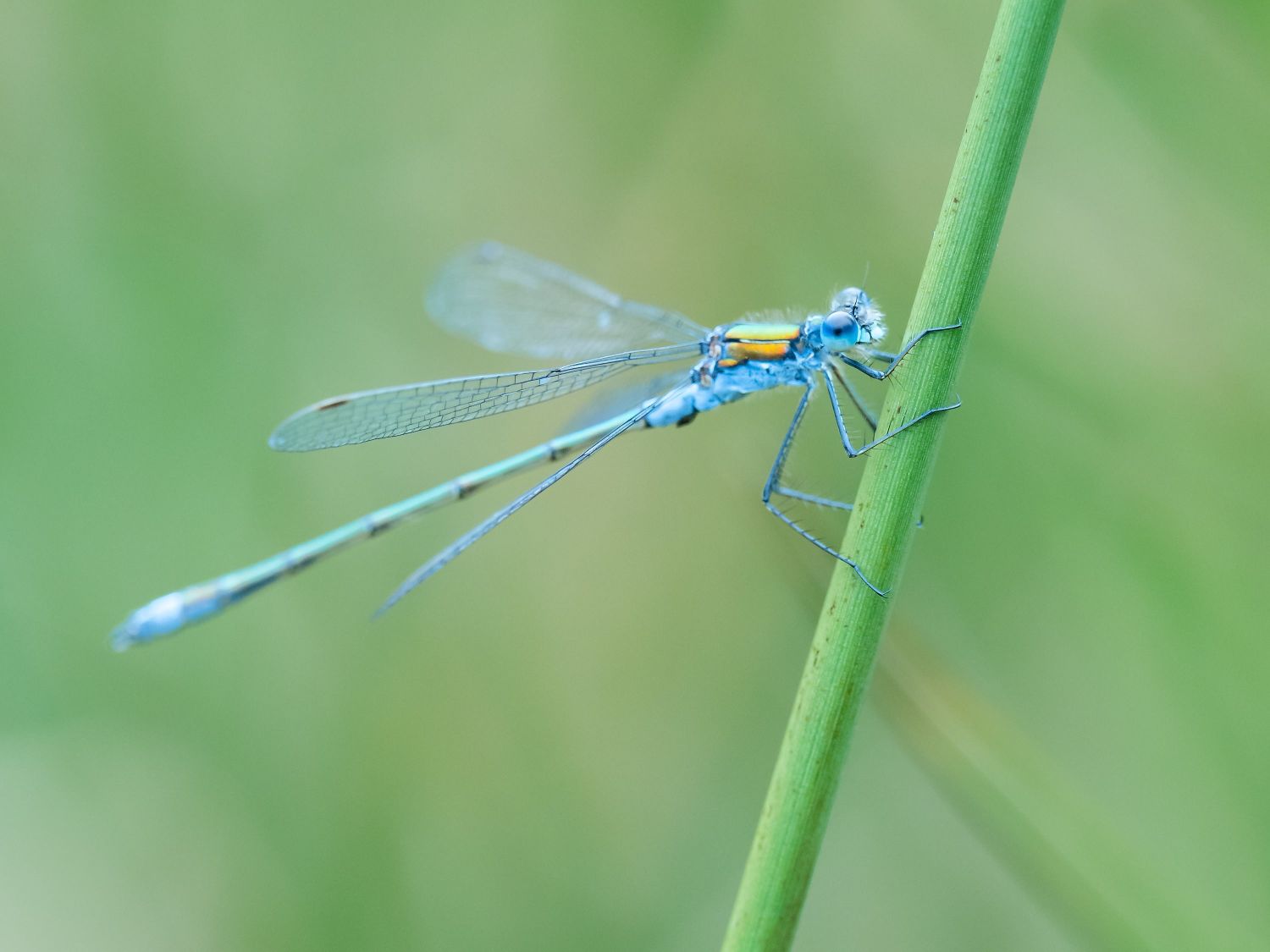 Damselfly-2.jpg