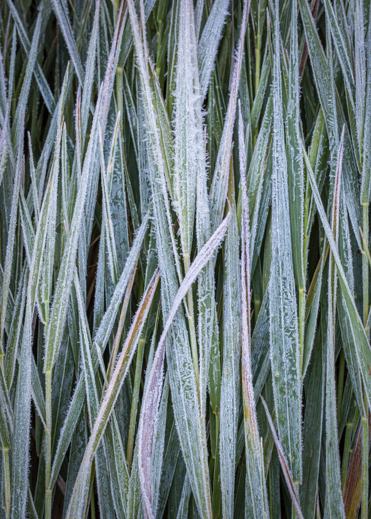 Frosted-Grass-#1.jpg