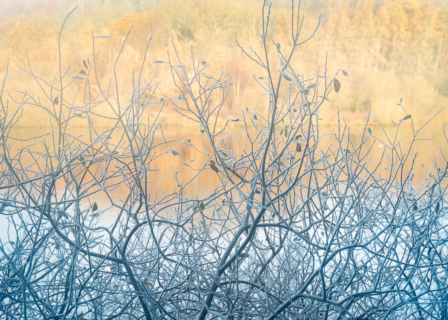 Frosted-Willows.jpg