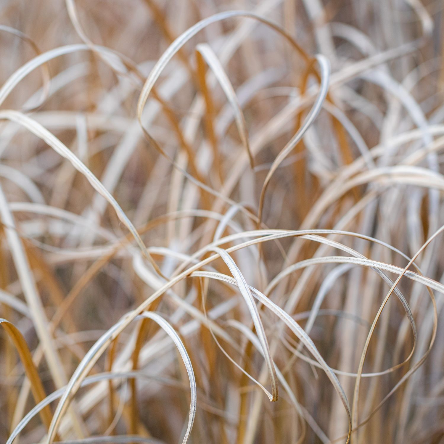 Grasses-#1.jpg