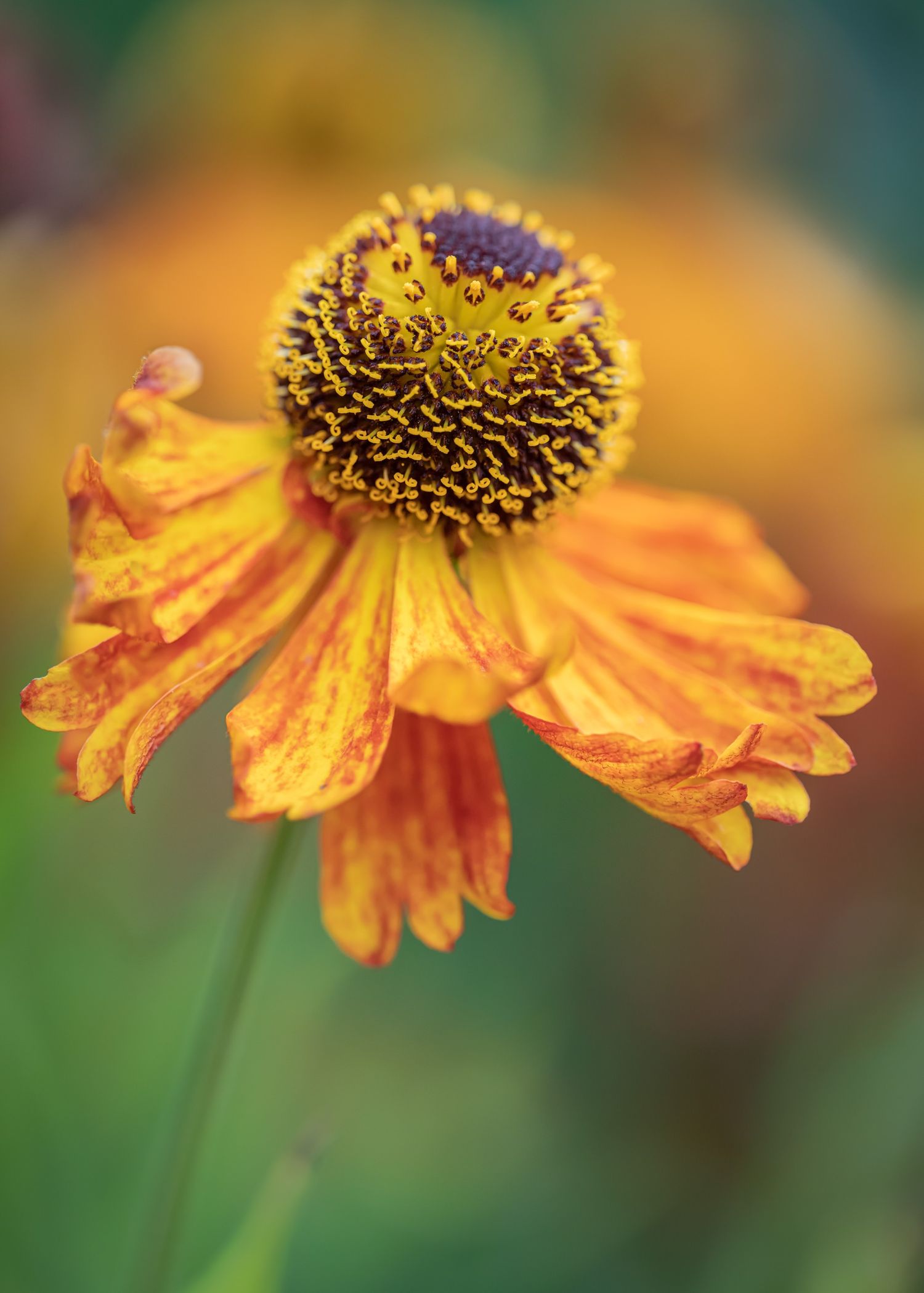 Helenium #2.jpg