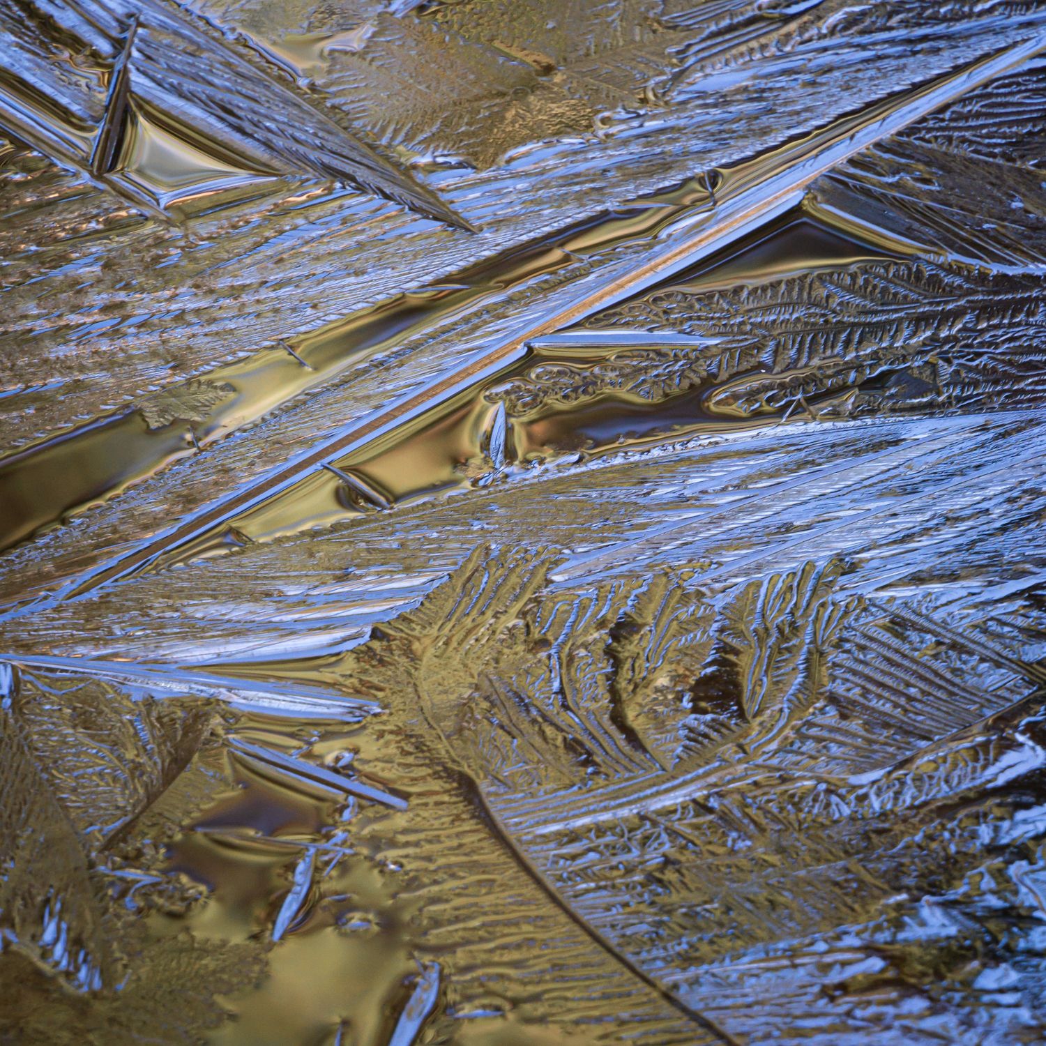 Ice-Feathers-#1.jpg