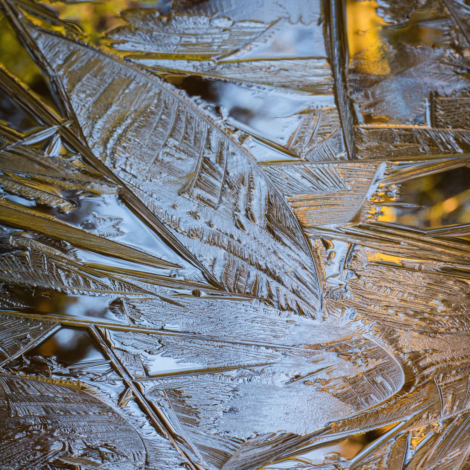 Ice-Feathers-#2.jpg