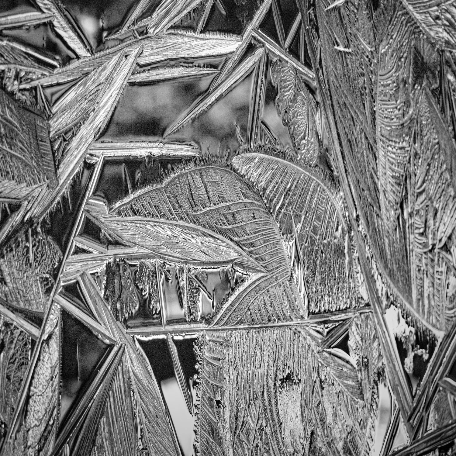 Ice-Feathers-#3.jpg