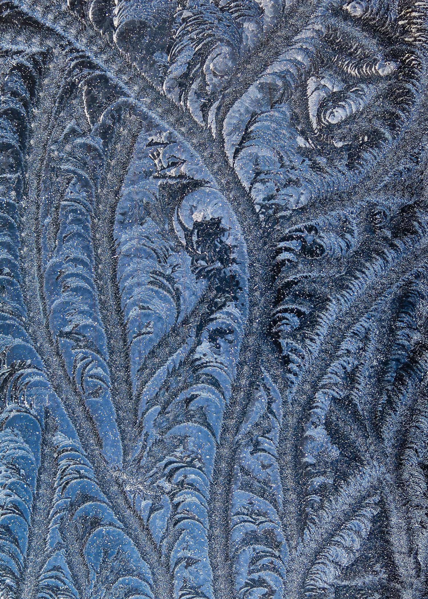 Ice-Ferns.jpg