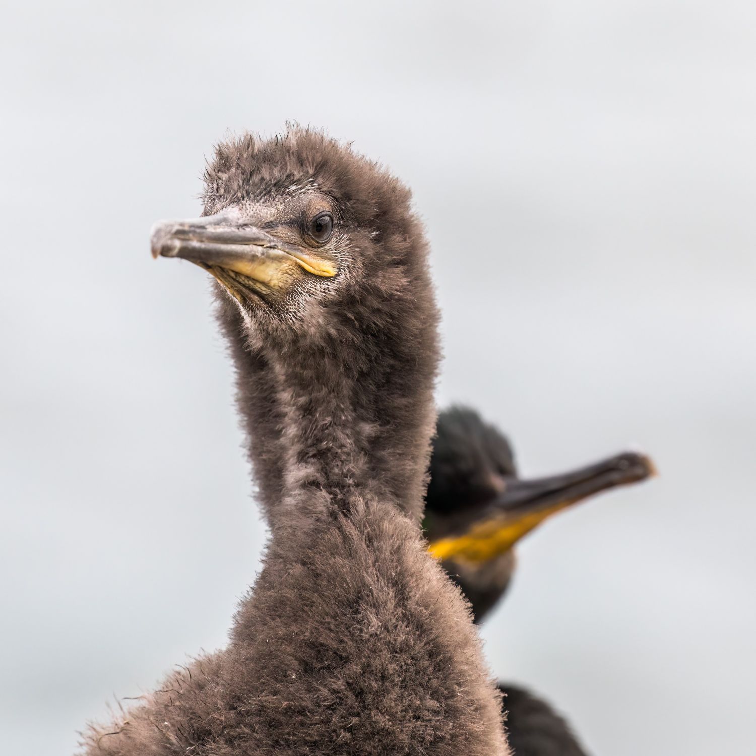 Juvenile-Cormorant.jpg