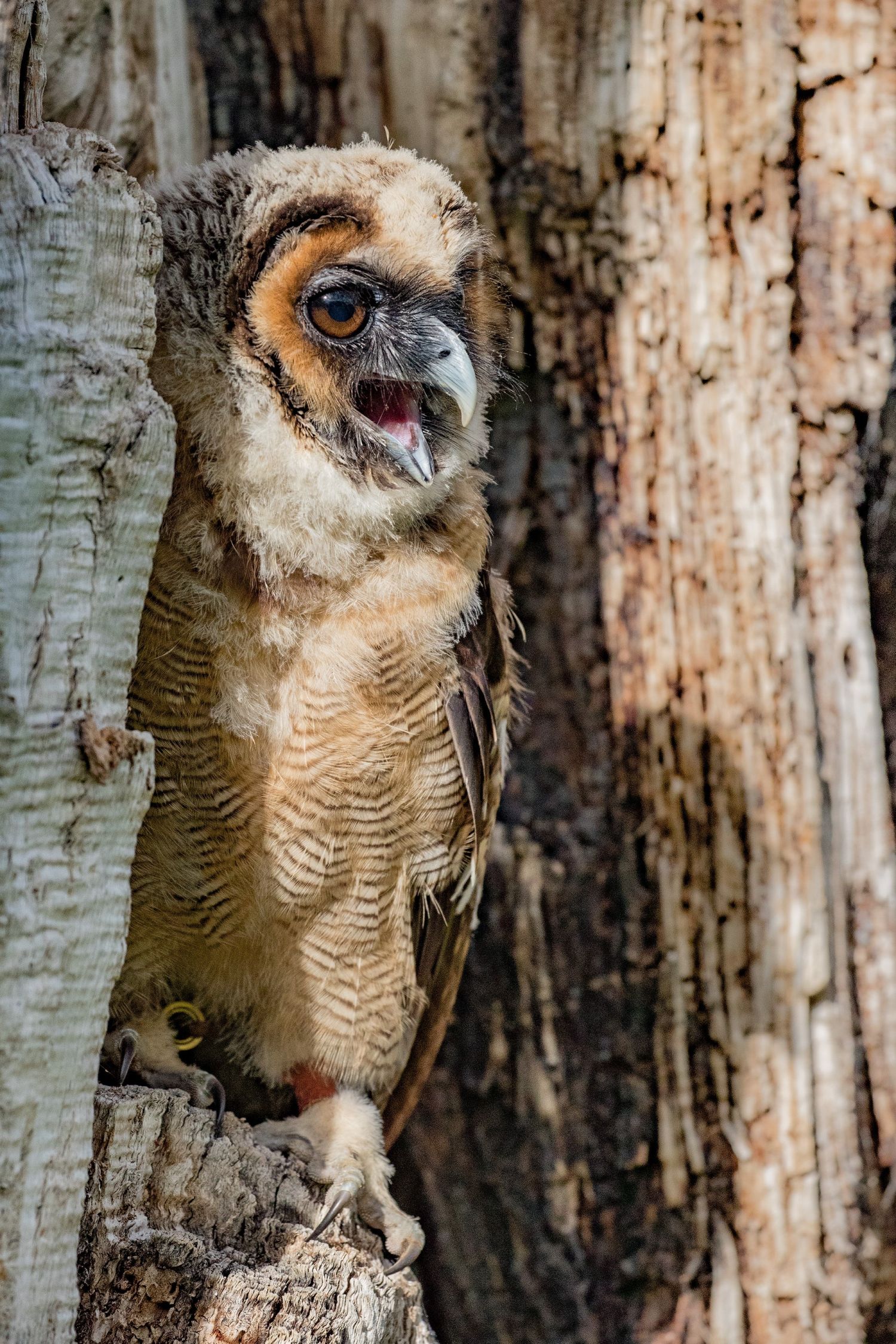 Juvenile-Owl.jpg