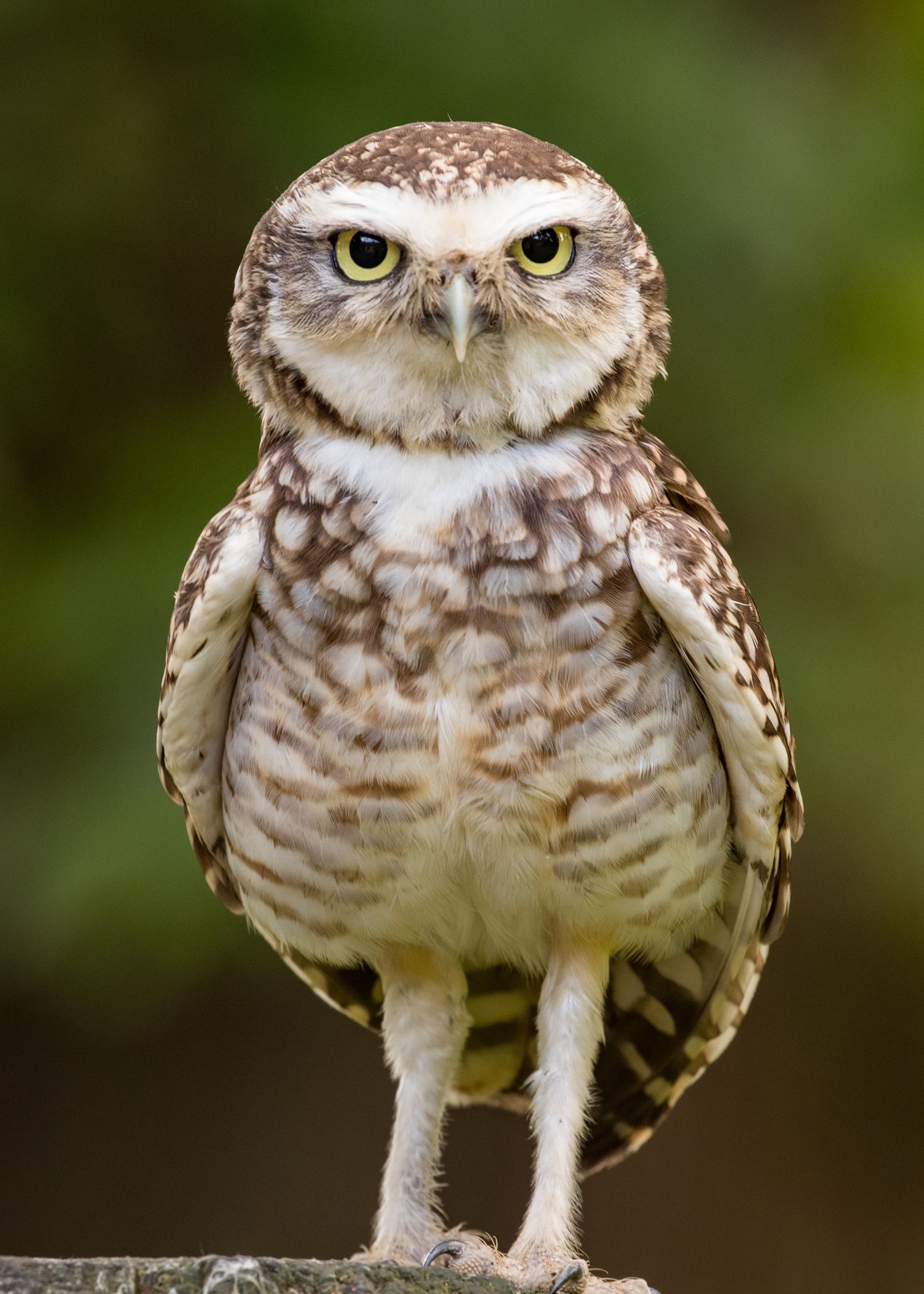 Owl.jpg