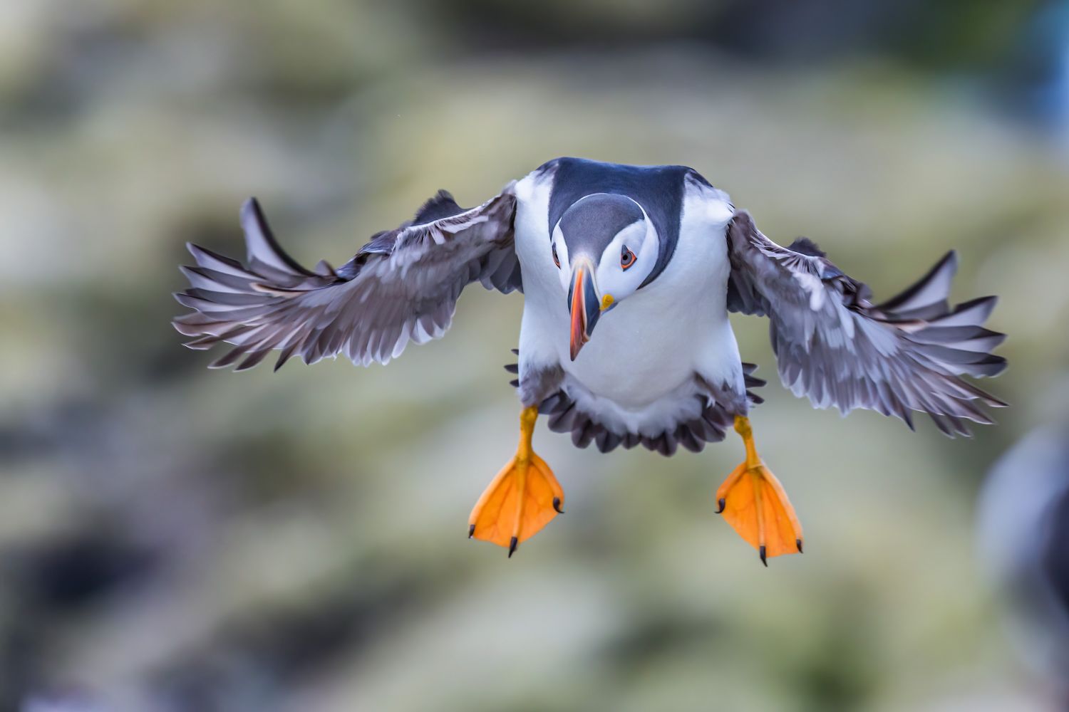 Puffin-5.jpg