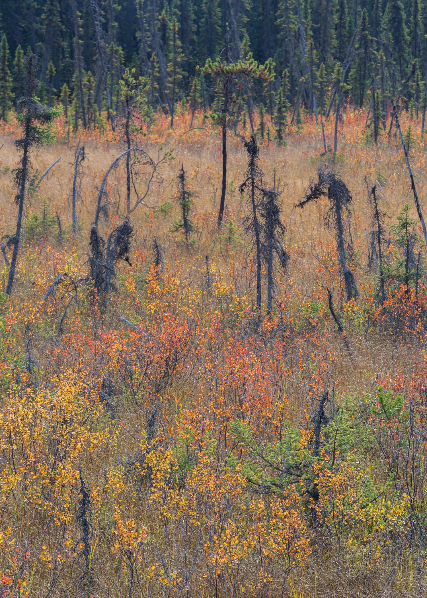 Roadside Scrub.jpg