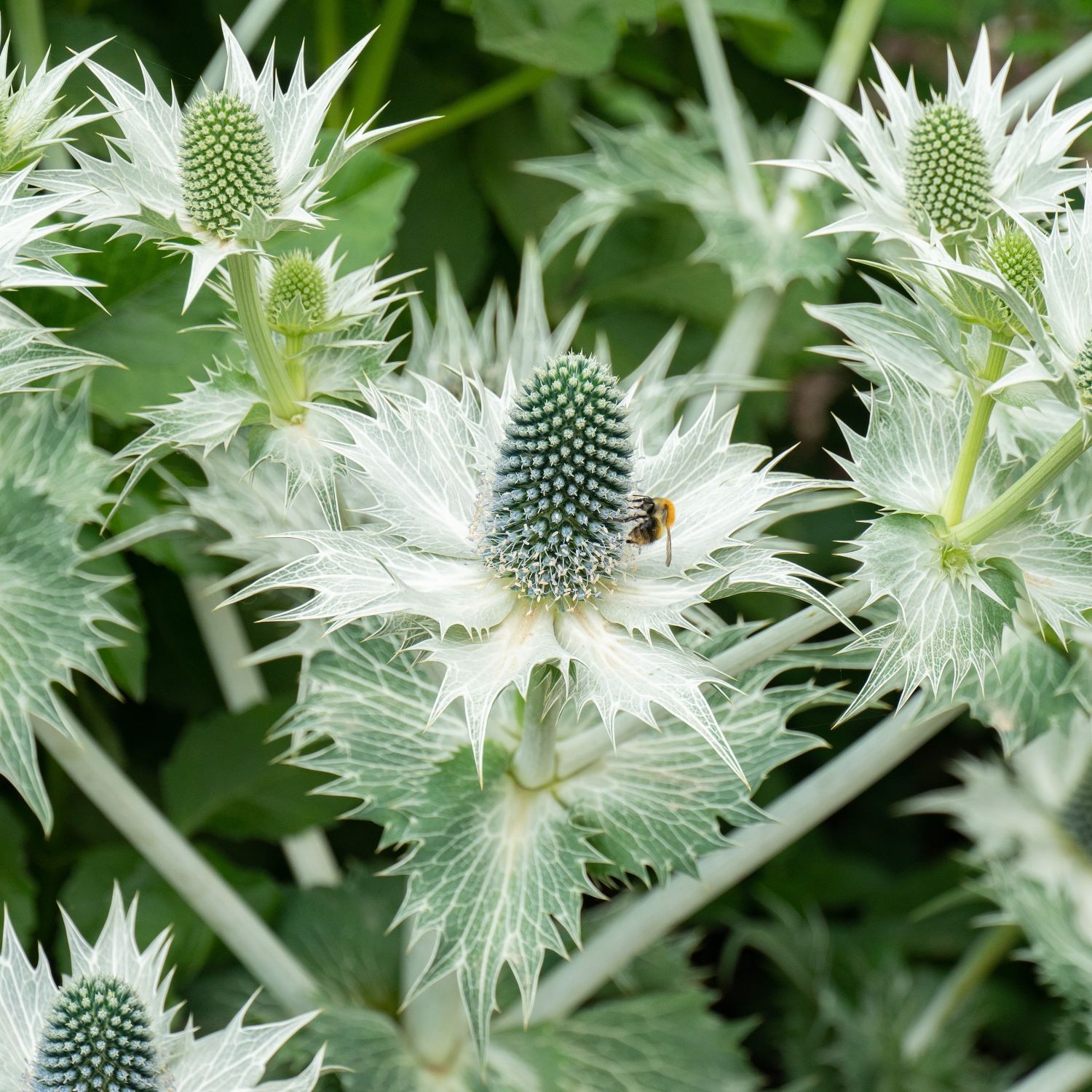 Sea-Holly.jpg