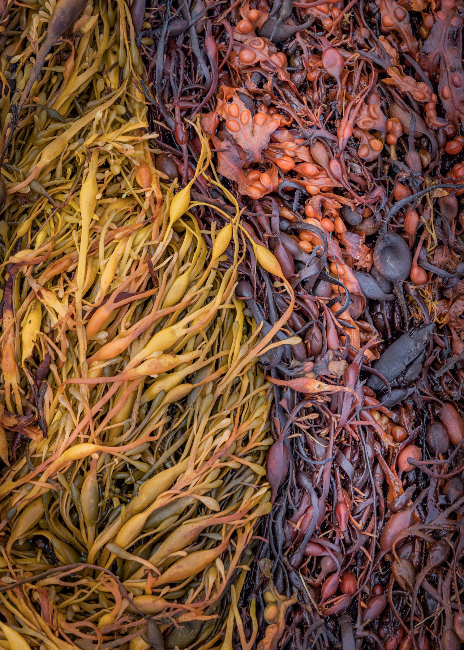 Seaweed-#1.jpg