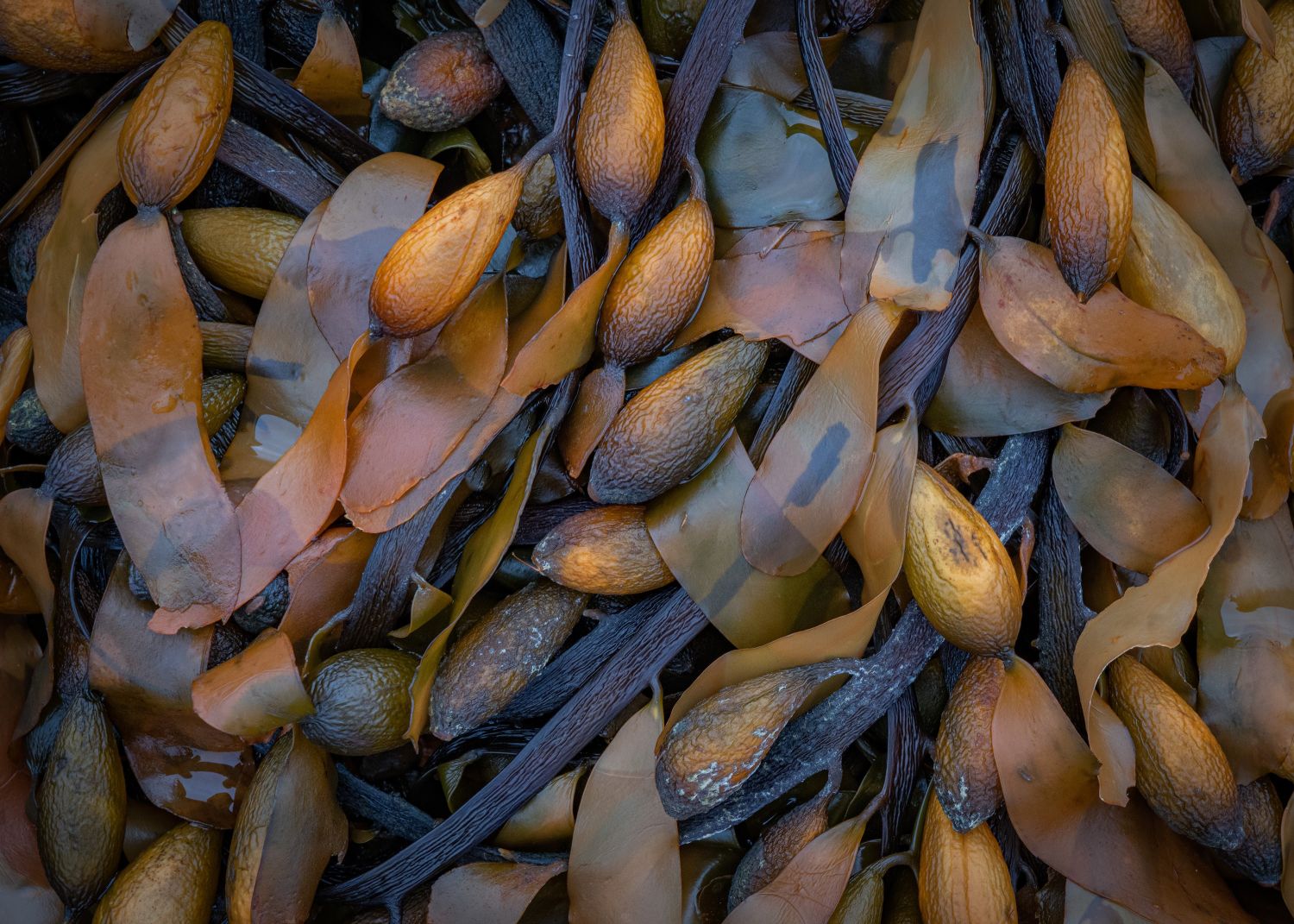 Seaweed-#2.jpg