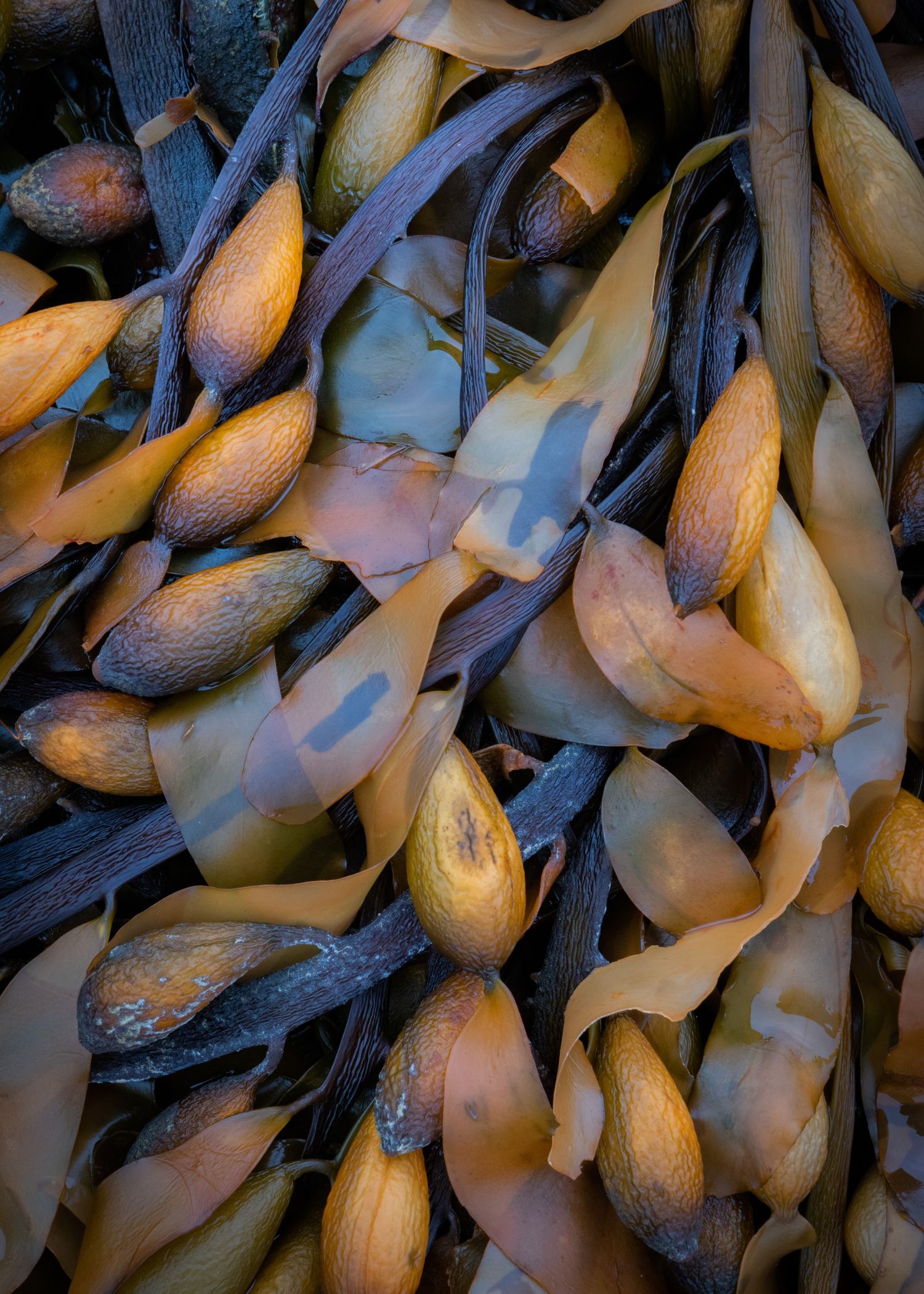 Seaweed-#3.jpg