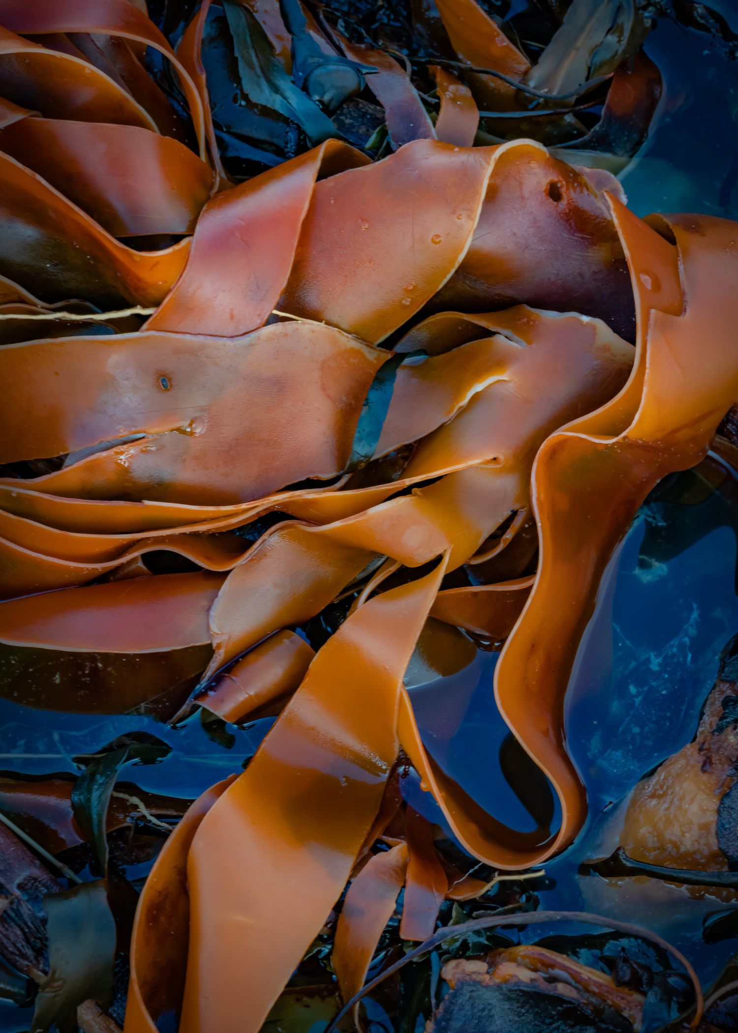 Seaweed-#4.jpg