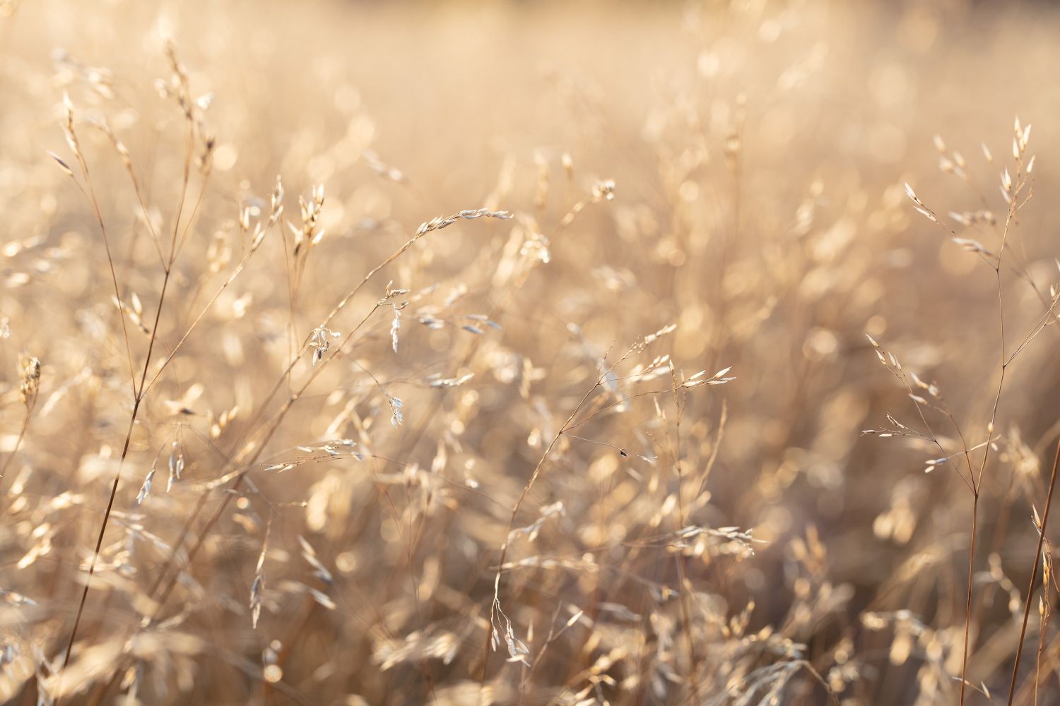 Summer-Grasses-#1.jpg