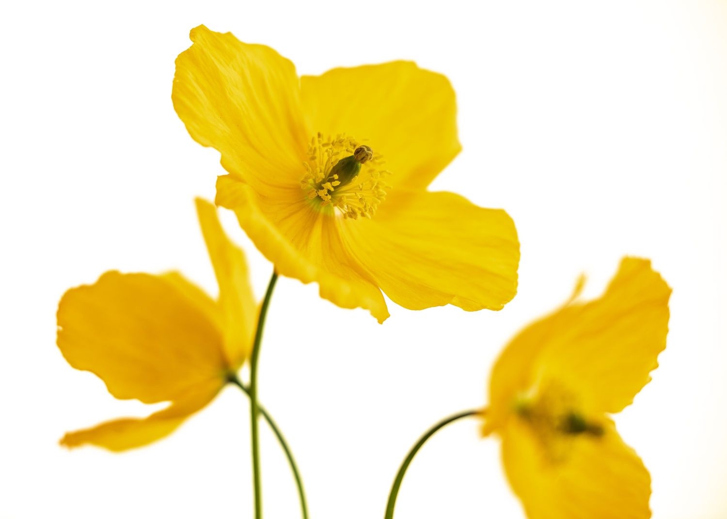 Yellow Poppies.jpg