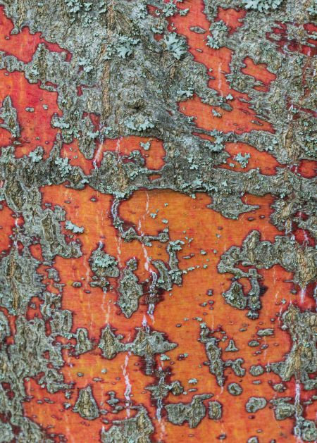 Bark-Detail.jpg