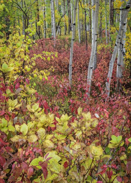 Colorado Woodland.jpg