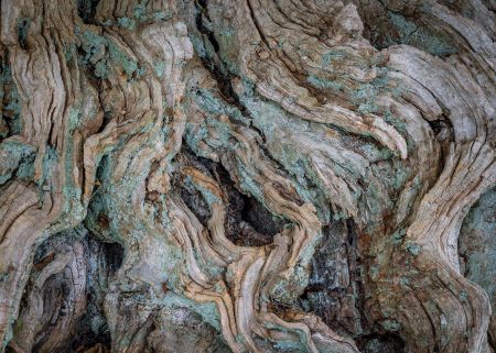 Contorted-Yew-Roots.jpg