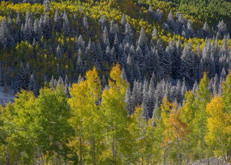 Maroon Bells Woodland.jpg