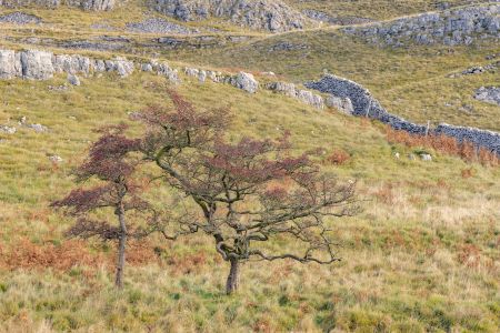 Yorks Stunted-Hawthorns.jpg