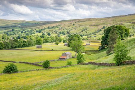 Yorks Swaledale-Summer.jpg