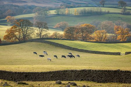 Yorks Wharfedale.jpg